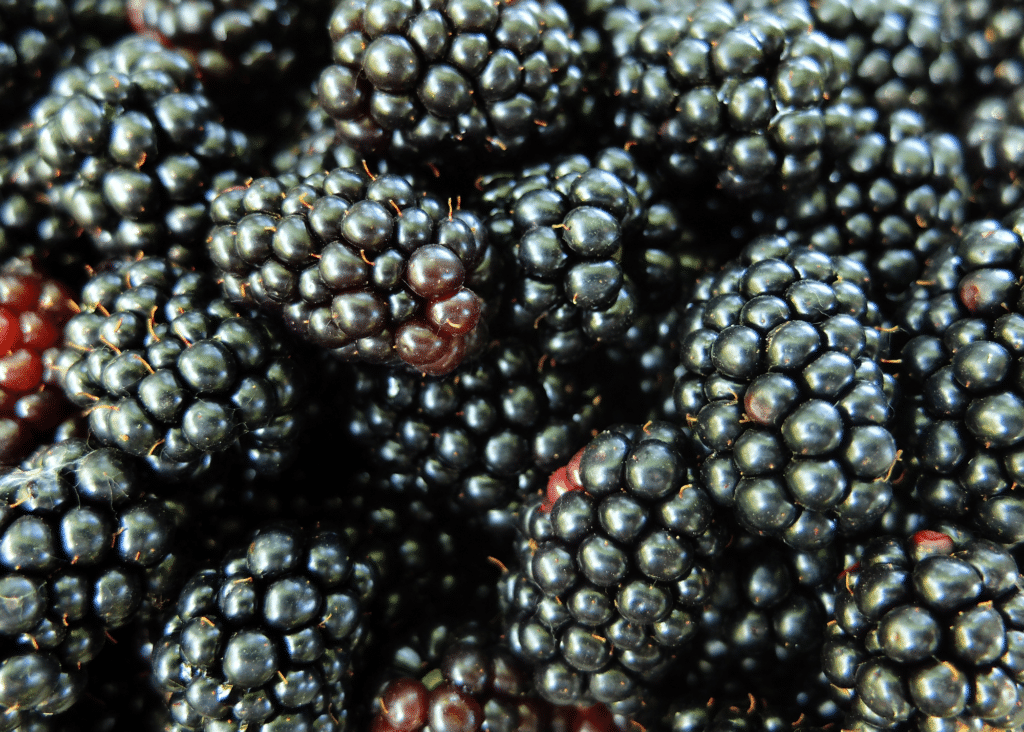 Boysenberries